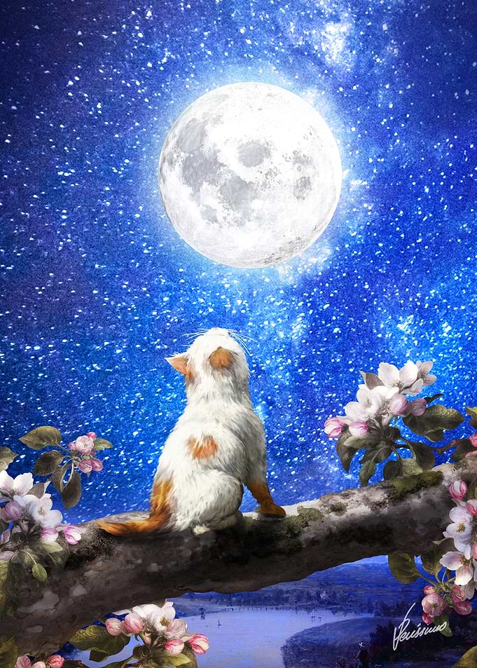 Feline Night