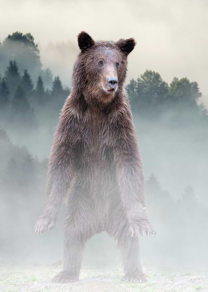 Bear in Foggy Forest