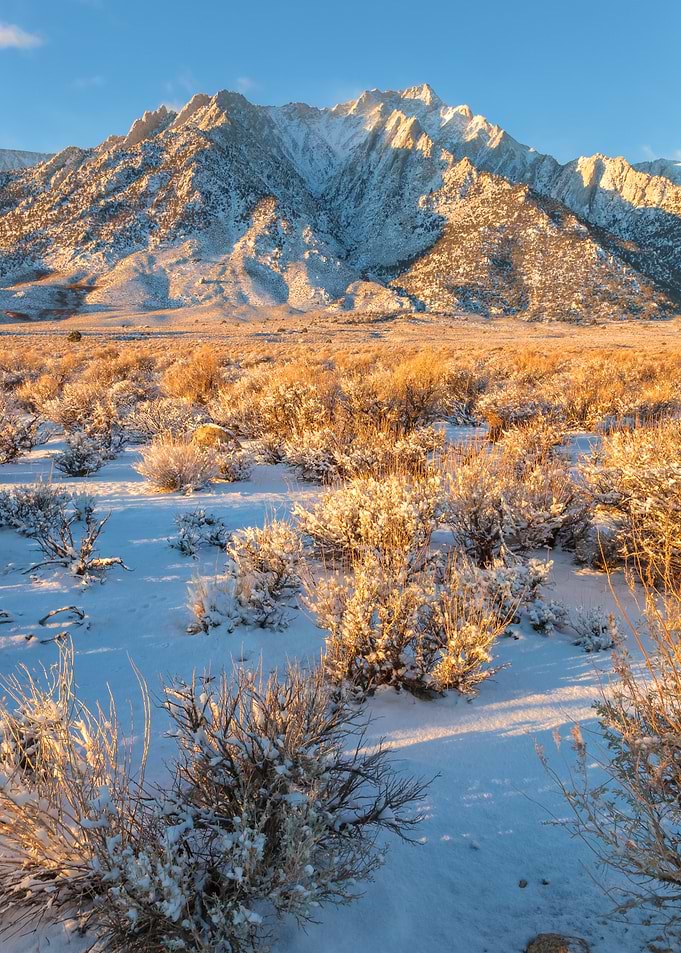 Snowy Lone Pine