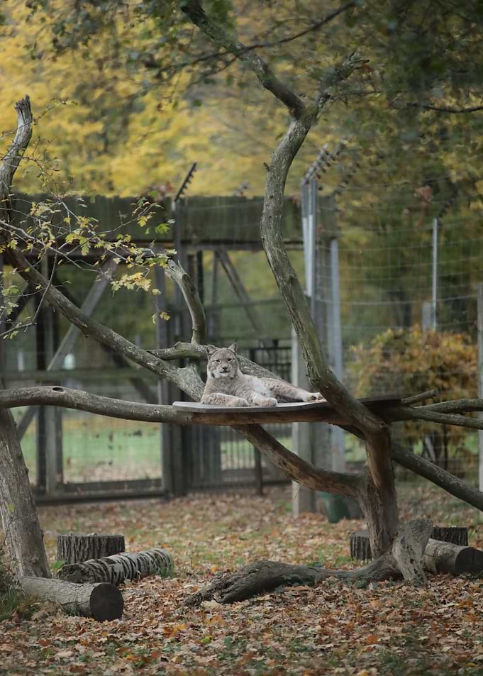 Lynx Resting on Branch