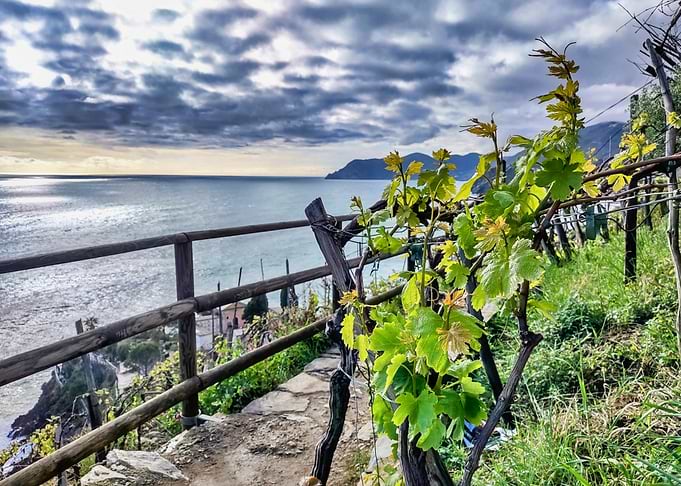 Vineyard Overlooking Sea in Cinque Terre