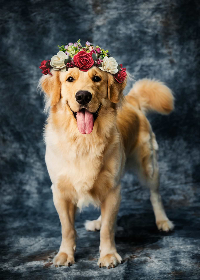 Golden Retriever with Flower Crown