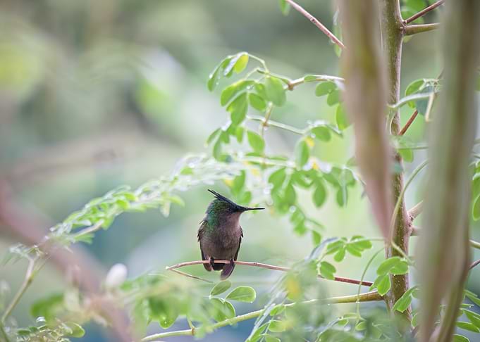Antillean Crested Hummingbird on Branch