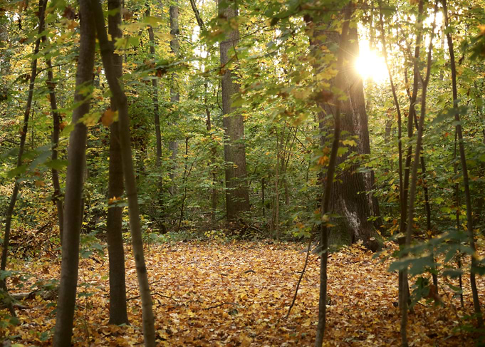Autumn Forest Sunlight