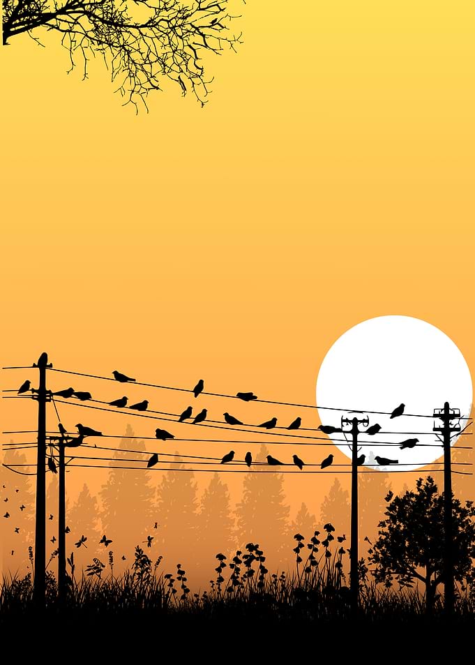 Birds on Power Lines