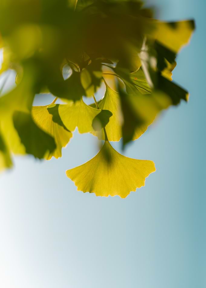 Ginkgo Leaves Against Blue Sky