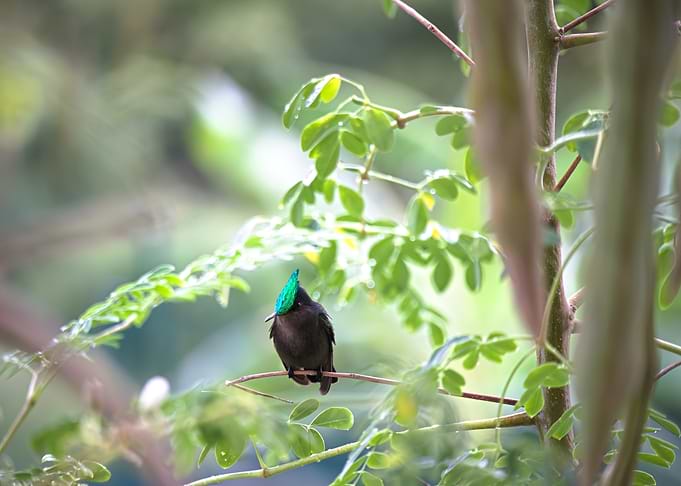 Antillean Crested Hummingbird on Branch