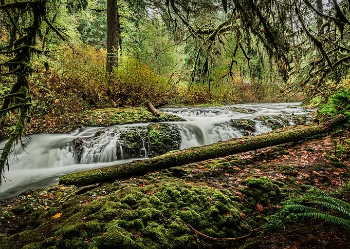 Forest Stream Waterfall