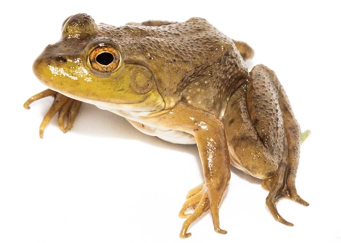 Green Frog Close-Up