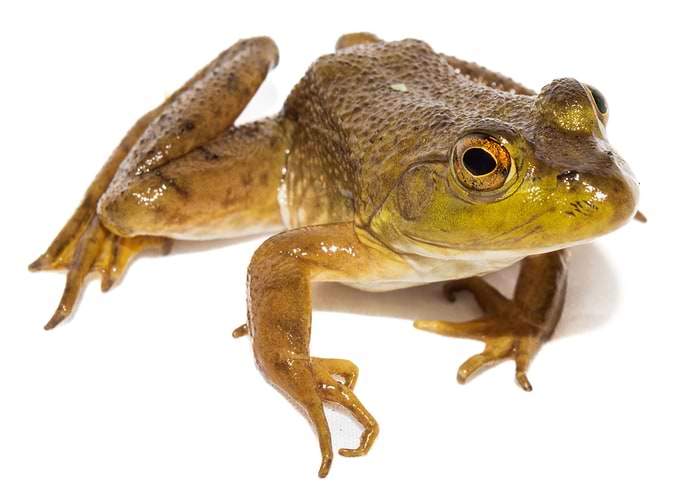 Green Frog Close-Up