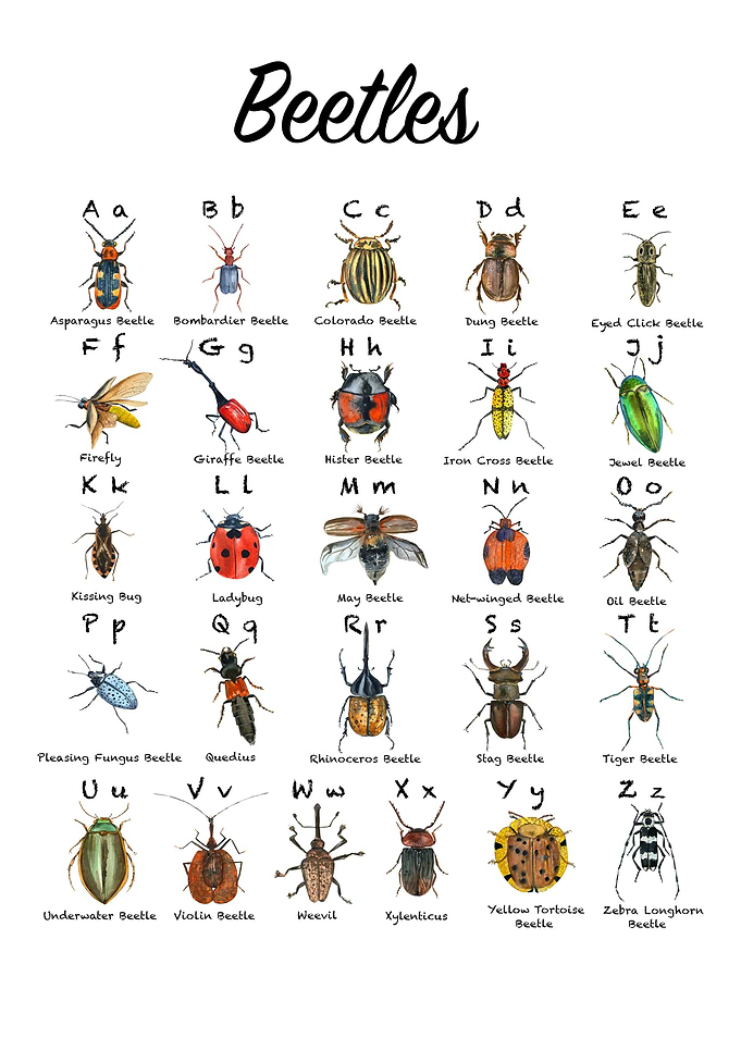 Beetle Alphabet Chart
