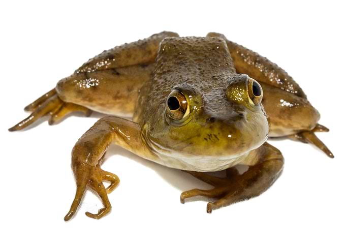 American Frog Close-Up
