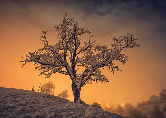 Snowy Tree Silhouette