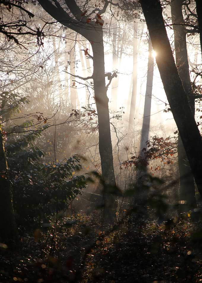 Sunbeams Through Forest