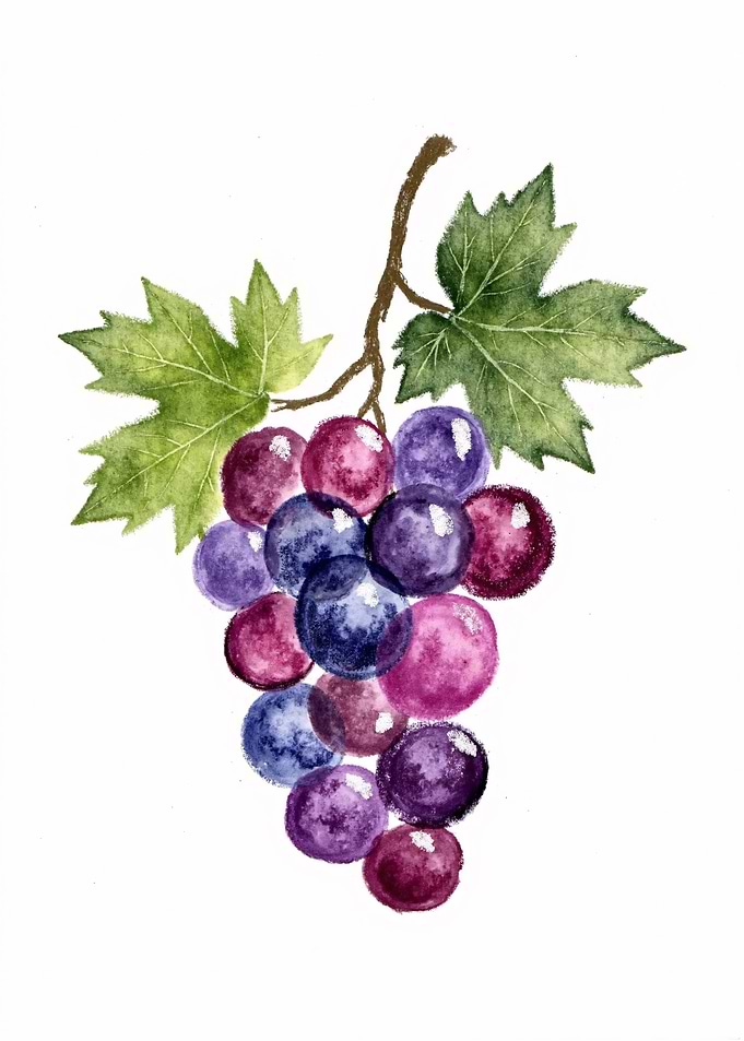 Watercolor Grape Illustration