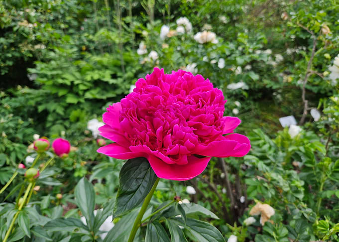 Vibrant Pink Peony