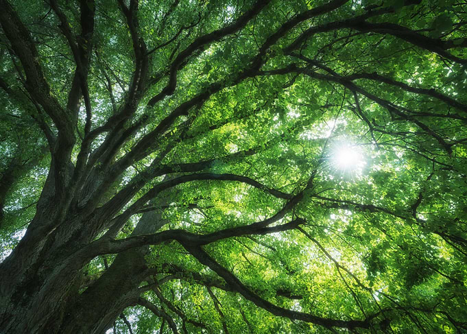 Sunlight Through Tree Canopy