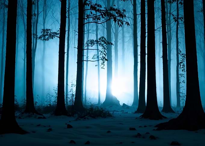 Mysterious Foggy Forest