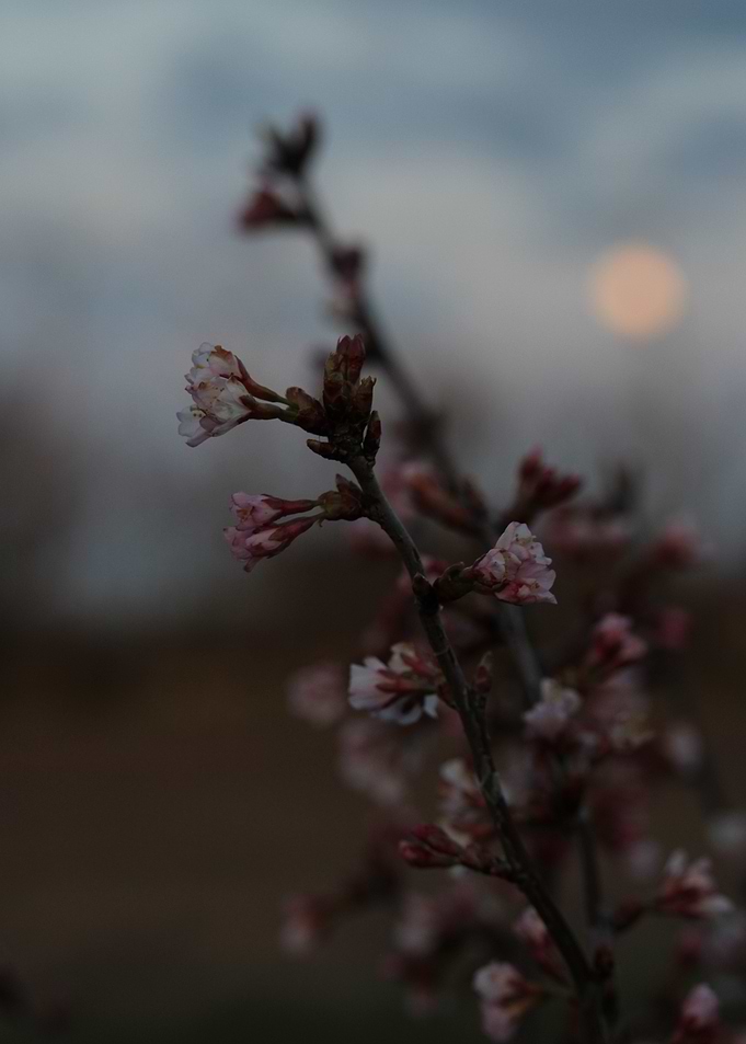 Pink Blossoms Against Dusk