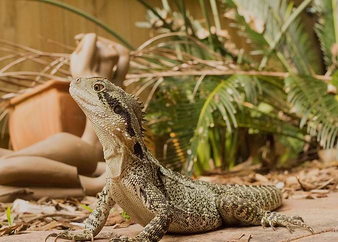 Backyard Water Dragon