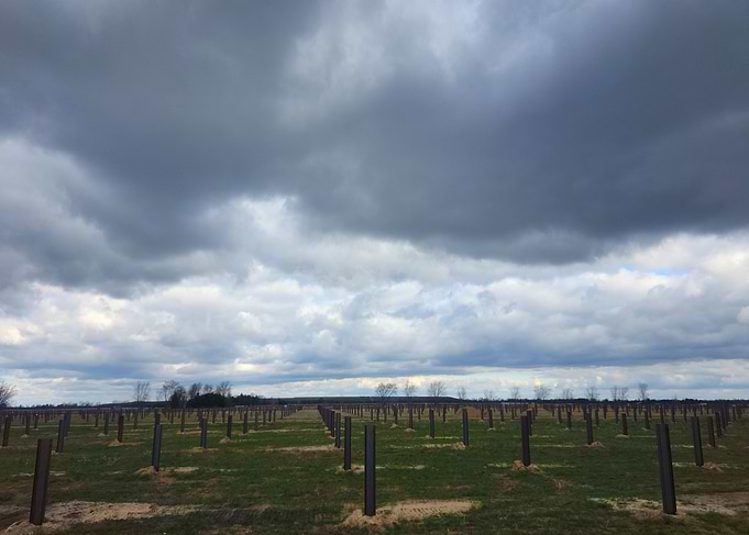 Cloudy Field with Posts