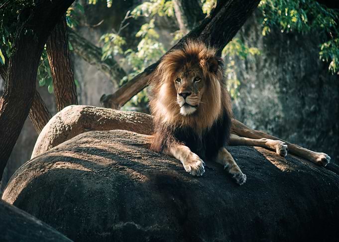 A King at Rest