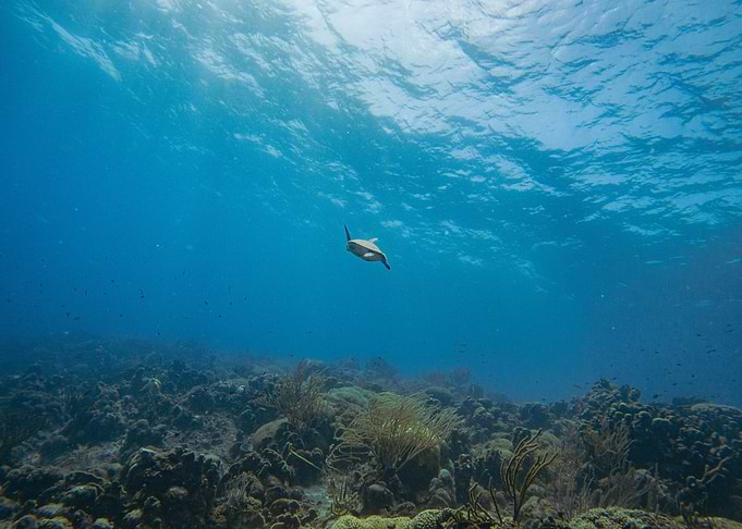 Sea Turtle Underwater