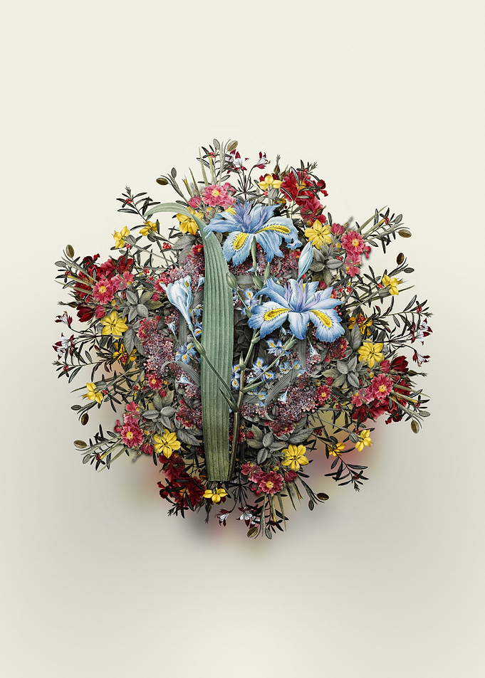 Floral Butterfly Iris Fimbriata Bouquet Illustration