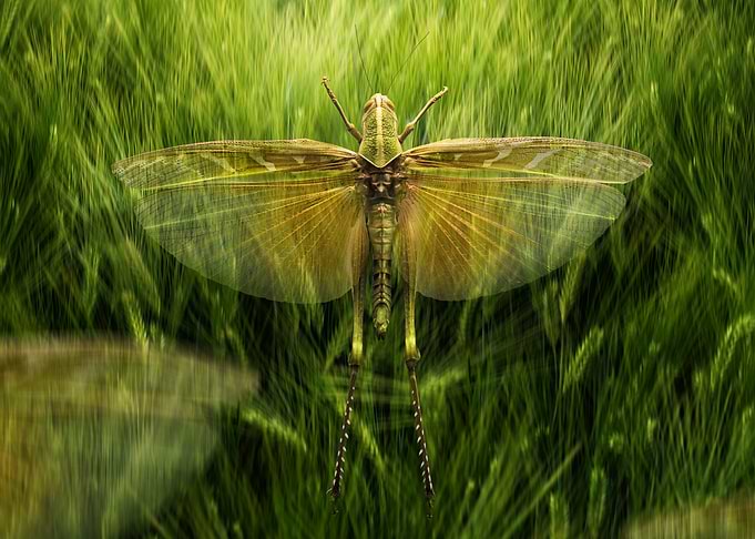 Grasshopper in Field