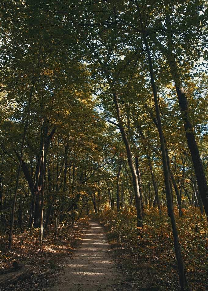 A Sandy Path at Summer's End