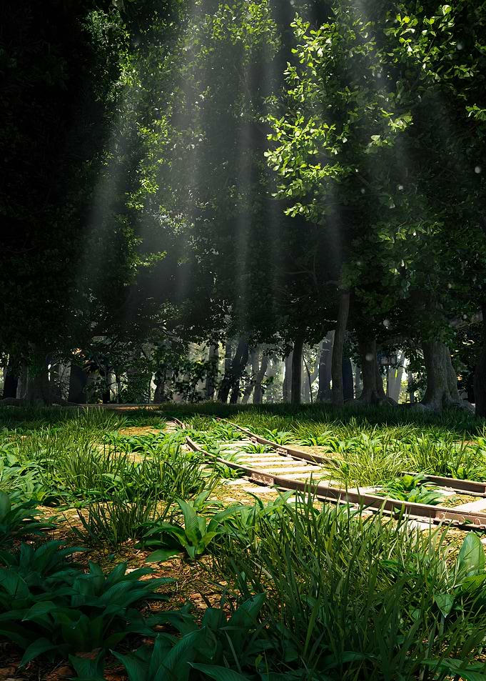 Sunbeams Through Forest Tracks