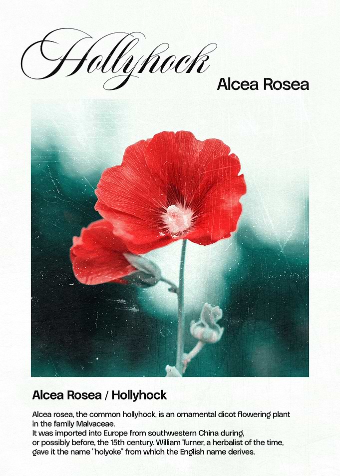 Hollyhock Flower Print