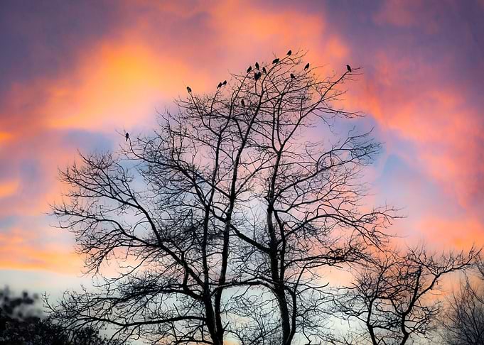 Silhouetted Tree at Sunset