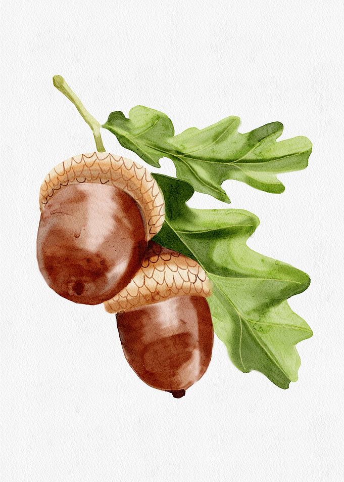 Watercolor Acorn Illustration