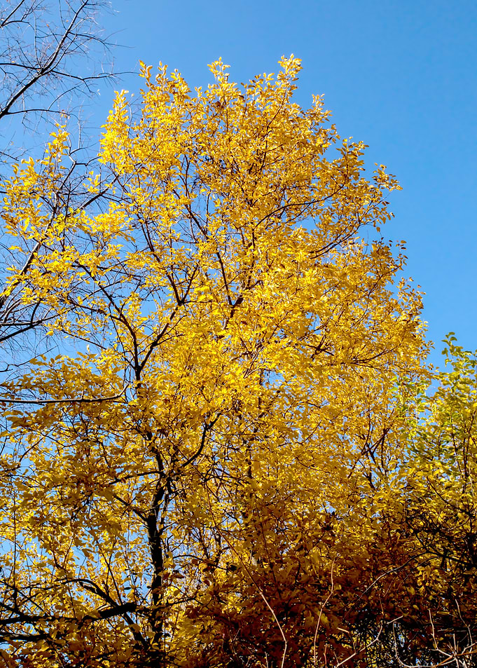 Yellow Autumn Foliage and Blue Sky