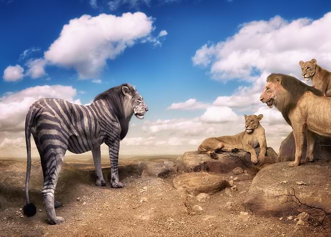 Zebra Lion in the Savanna