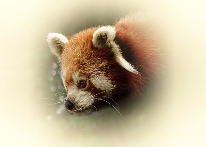 Red Panda Portrait