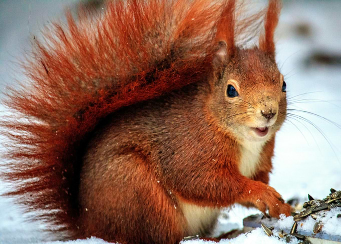 Red Squirrel in Winter