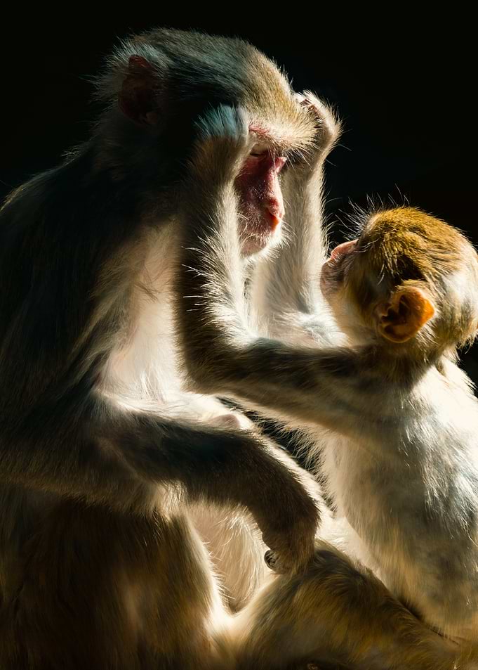 Two Monkeys in the Dark