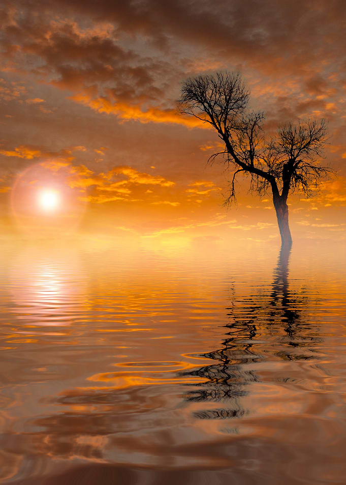 Silhouetted Tree at Sunset