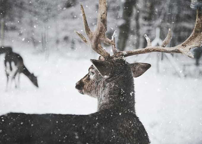Deer in Winter Snow