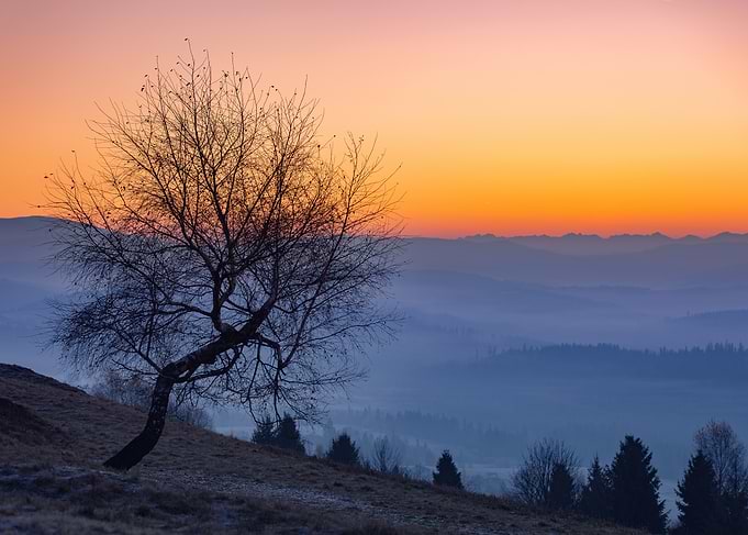 Silhouetted Tree at Sunset