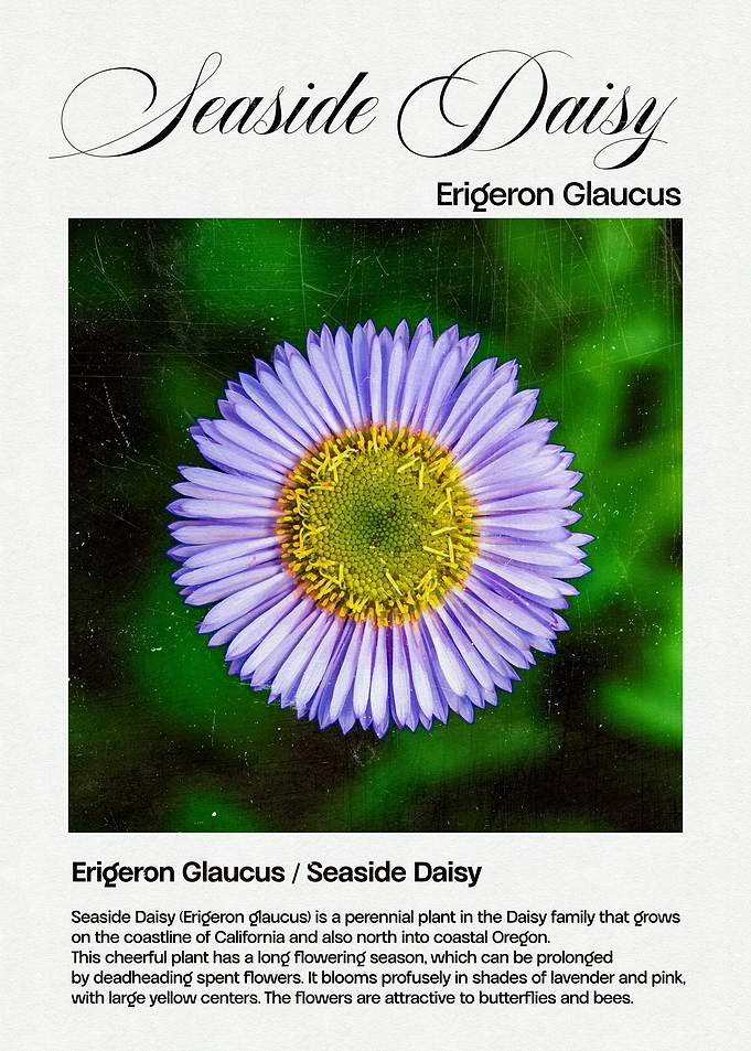 Seaside Daisy Flower