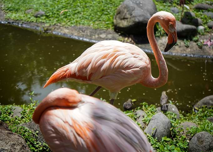 Pink Flamingos - Guadeloupe