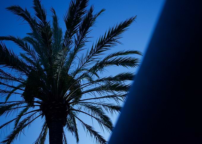 Underneath The Palm Trees