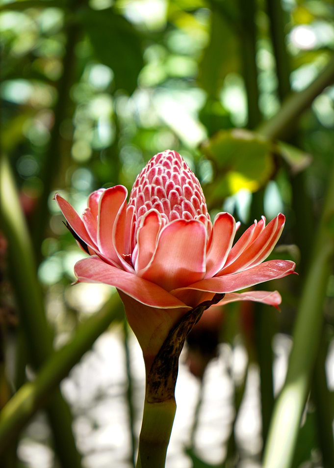 Pink Flower