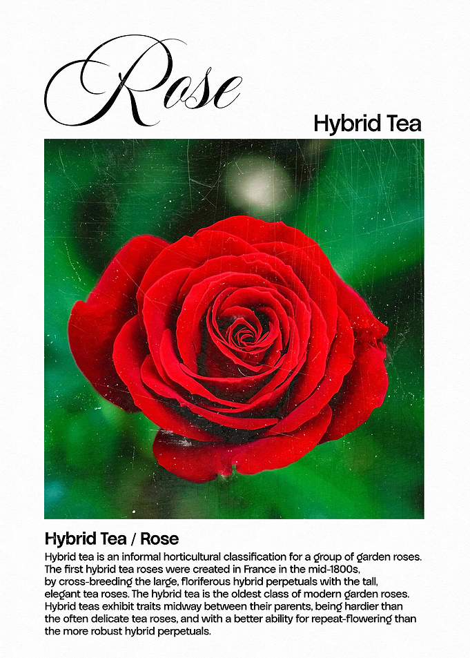 Red Hybrid Tea Rose