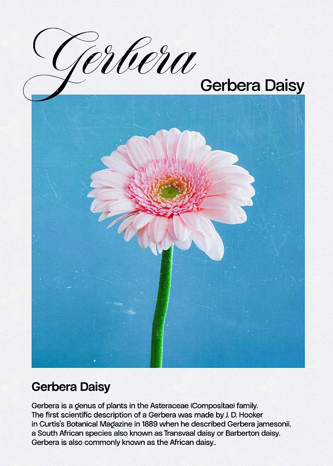 Gerbera Daisy Illustration