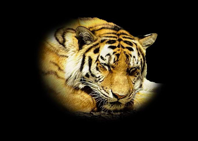 Sleeping Tiger