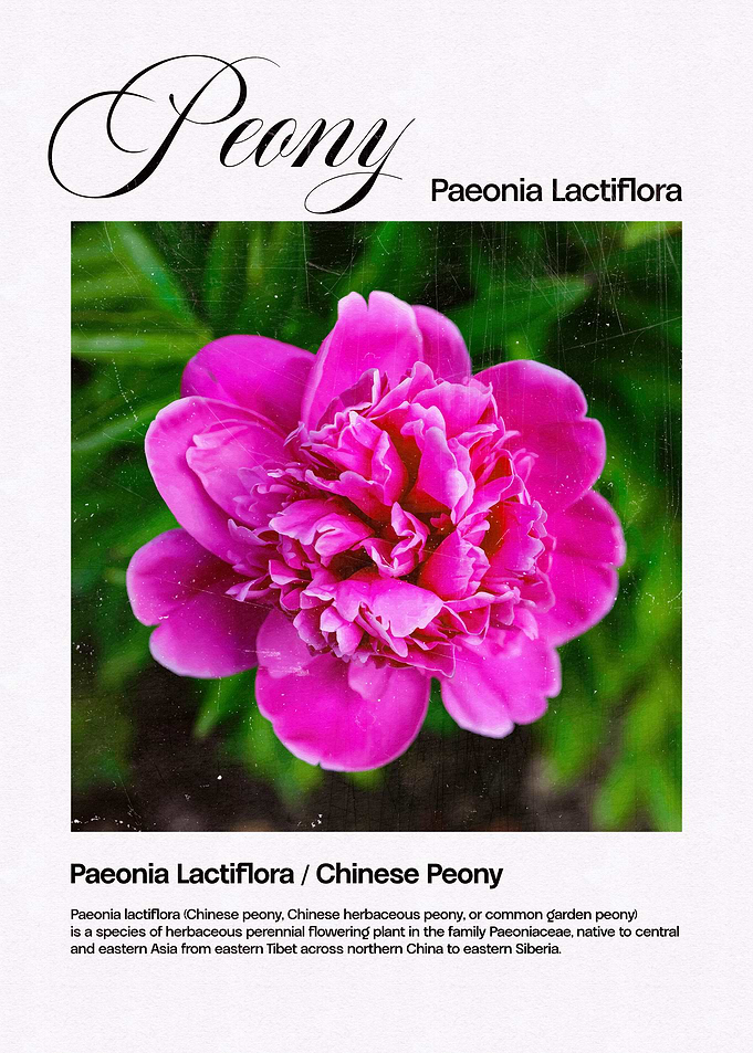 Pink Peony Flower